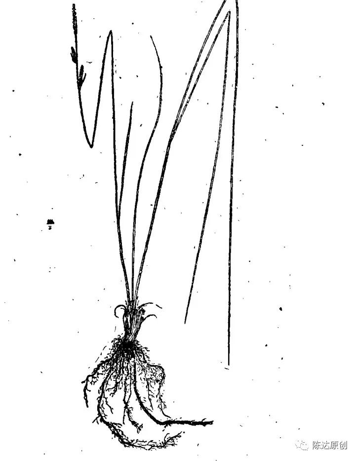 东北三宝是哪三宝-闲聊“东北三宝”之乌拉草