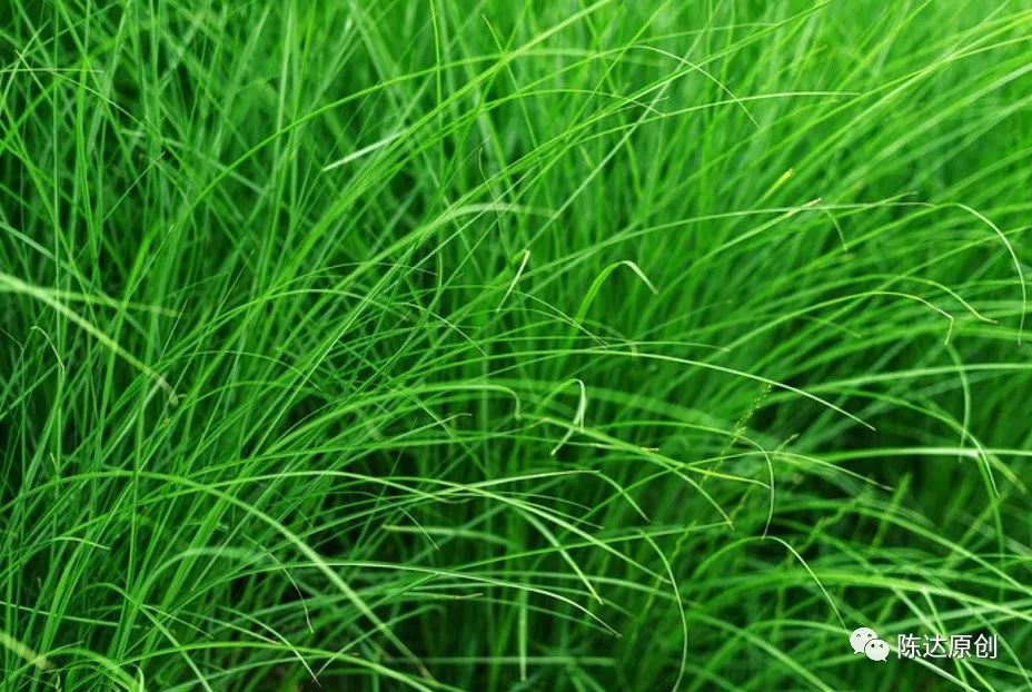 东北三宝是哪三宝_东北三宝哪里生产的_大家熟知的东北三宝是