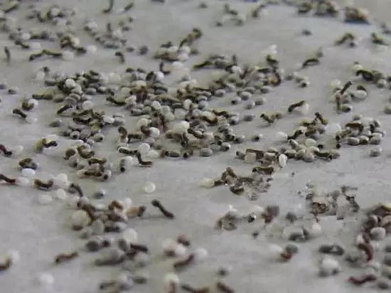 蚕宝宝变成飞蛾-我喜欢可爱的蚕宝宝