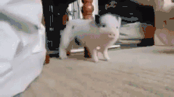 香猪长多大又生小猪仔_小香猪能长多大_小香猪多大算成年