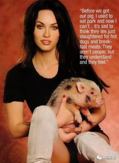 小香猪多大算成年_香猪长多大又生小猪仔_小香猪能长多大