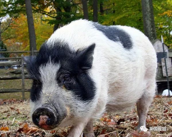 小香猪能长多大_小香猪多大算成年_香猪长多大又生小猪仔