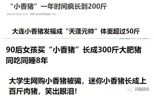 香猪长多大又生小猪仔_小香猪多大算成年_小香猪能长多大