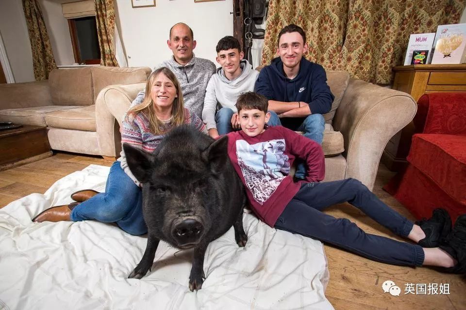 小香猪多大算成年_小香猪能长多大_香猪长多大又生小猪仔