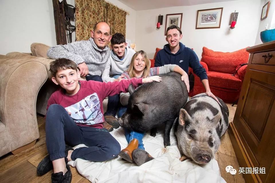 小香猪能长多大_小香猪多大算成年_香猪长多大又生小猪仔