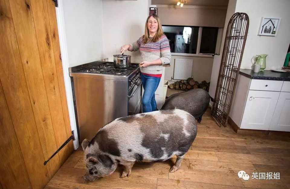小香猪能长多大_香猪长多大又生小猪仔_小香猪多大算成年