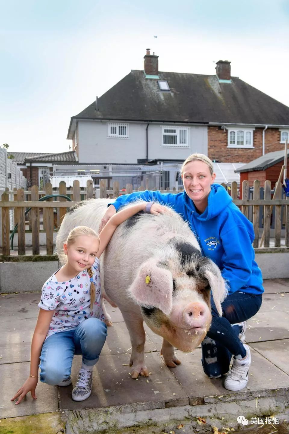 小香猪多大算成年_香猪长多大又生小猪仔_小香猪能长多大