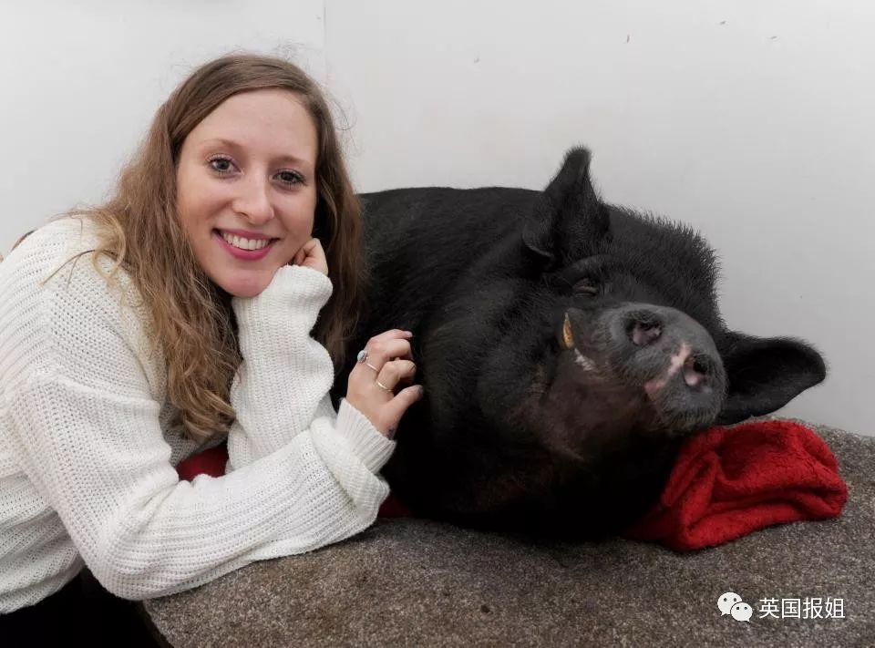 小香猪能长多大_小香猪多大算成年_香猪长多大又生小猪仔