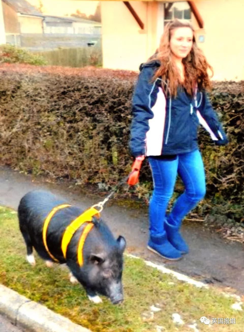 香猪长多大又生小猪仔_小香猪能长多大_小香猪多大算成年