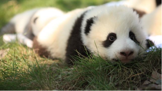 大熊猫降级了是什么意思_大熊猫降级_听说熊猫降级了是真的吗