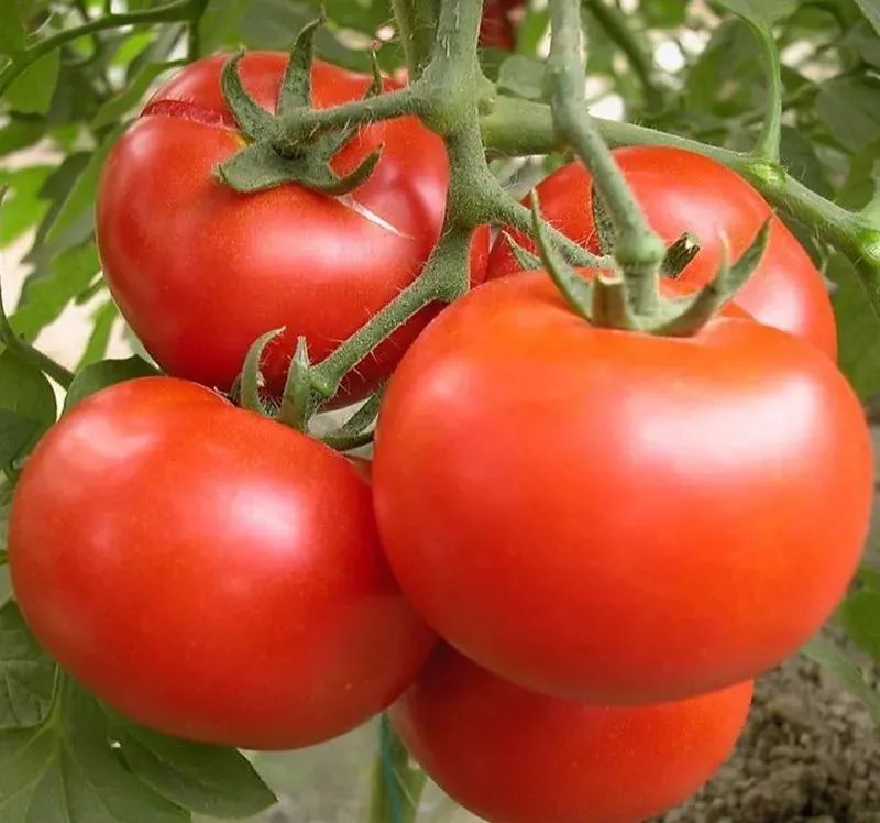 乙烯利不只是催熟剂，它还有很多妙用！你知道吗？