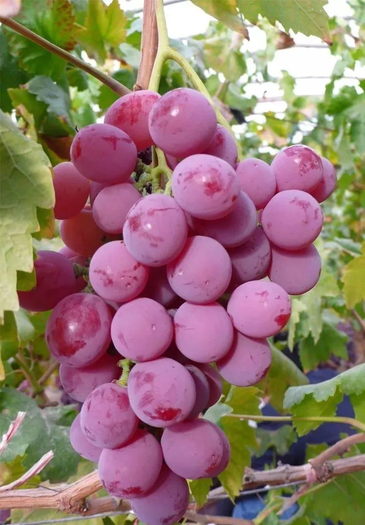 催熟剂_乙烯剂催熟香蕉