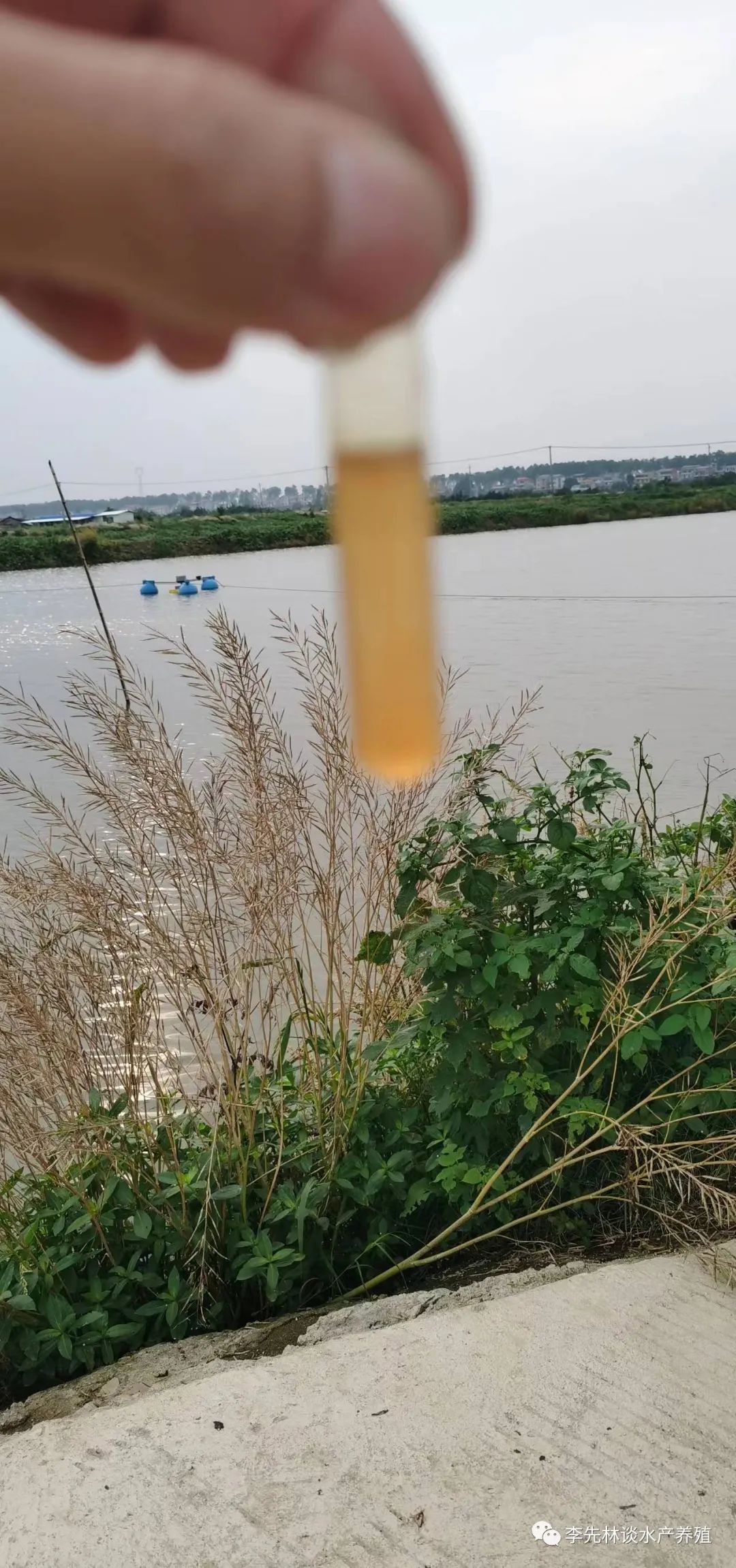 鱼类养殖_常见养殖鱼类_养殖鱼的品种