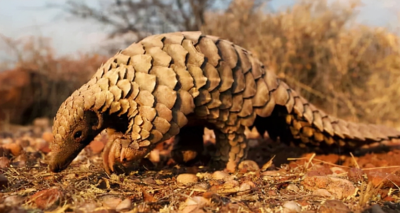 啮齿类动物大全_啮齿类动物_啮齿类动物体型排名