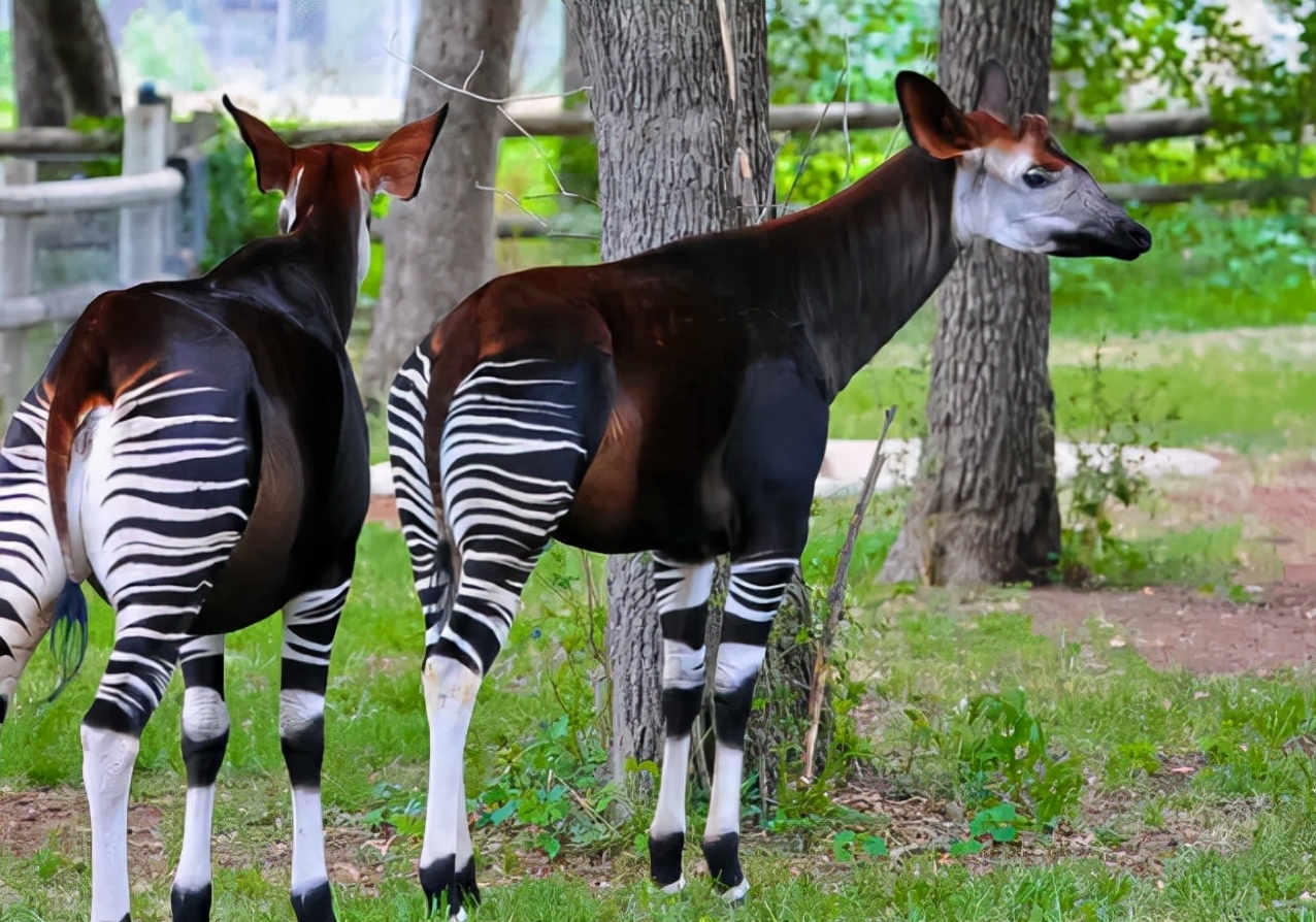 啮齿类动物大全_啮齿类动物_啮齿类动物体型排名