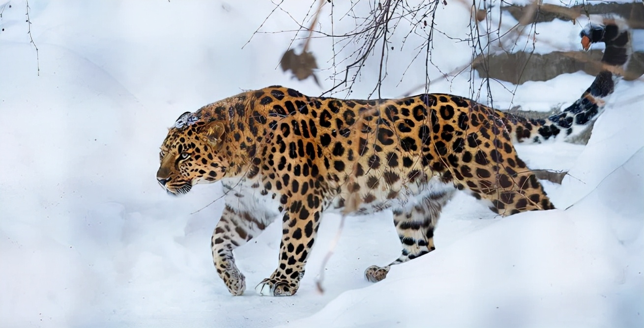 啮齿类动物_啮齿类动物大全_啮齿类动物体型排名