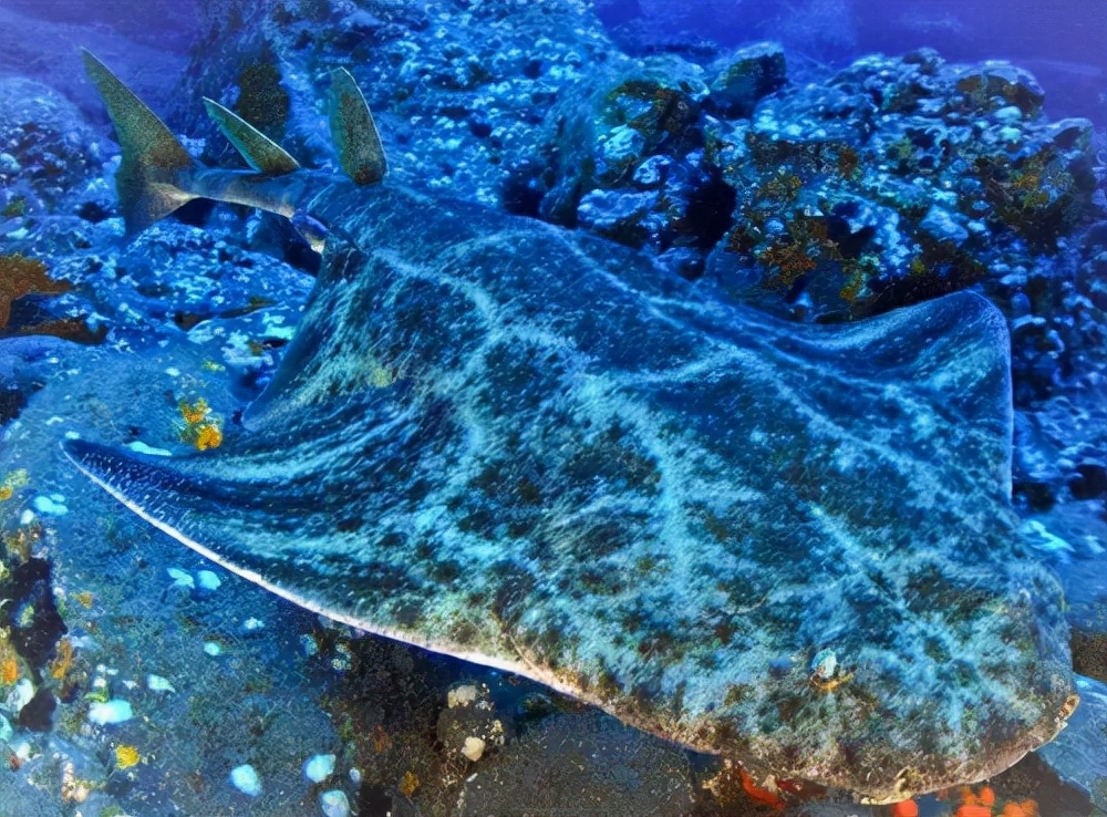 啮齿类动物_啮齿类动物大全_啮齿类动物体型排名