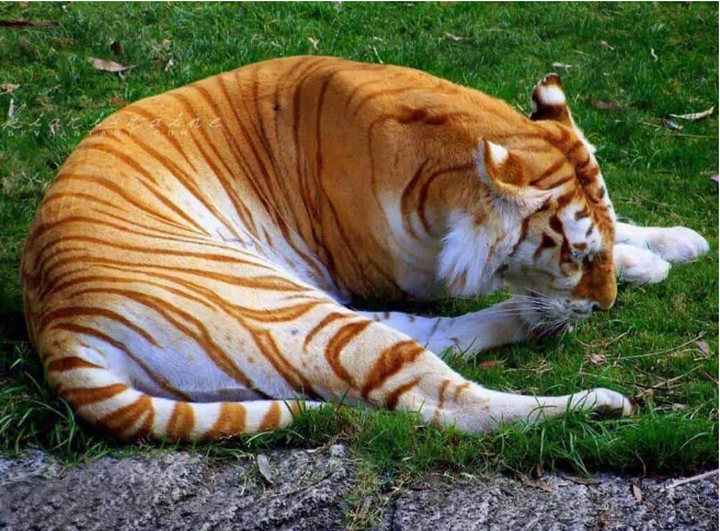 啮齿类动物体型排名_啮齿类动物_啮齿类动物大全