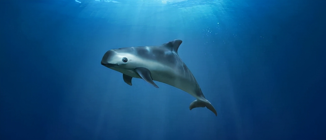 啮齿类动物_啮齿类动物大全_啮齿类动物体型排名