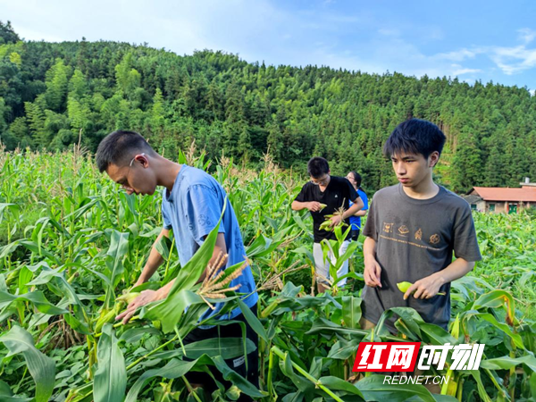 黄心西瓜-雪峰山下，凤溪花开！——洞口县凤溪农业探索大学生社会实践体验新模式