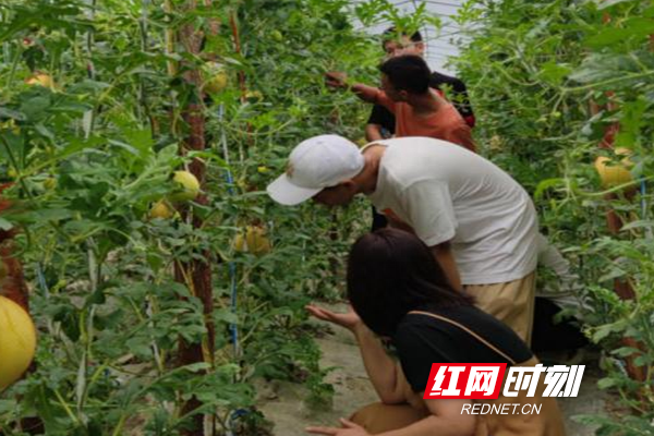 西瓜心黄色怎么回事_西瓜心黄的边肉红的_黄心西瓜