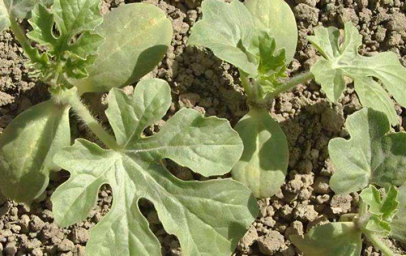 黄心西瓜-西瓜苗期常见问题