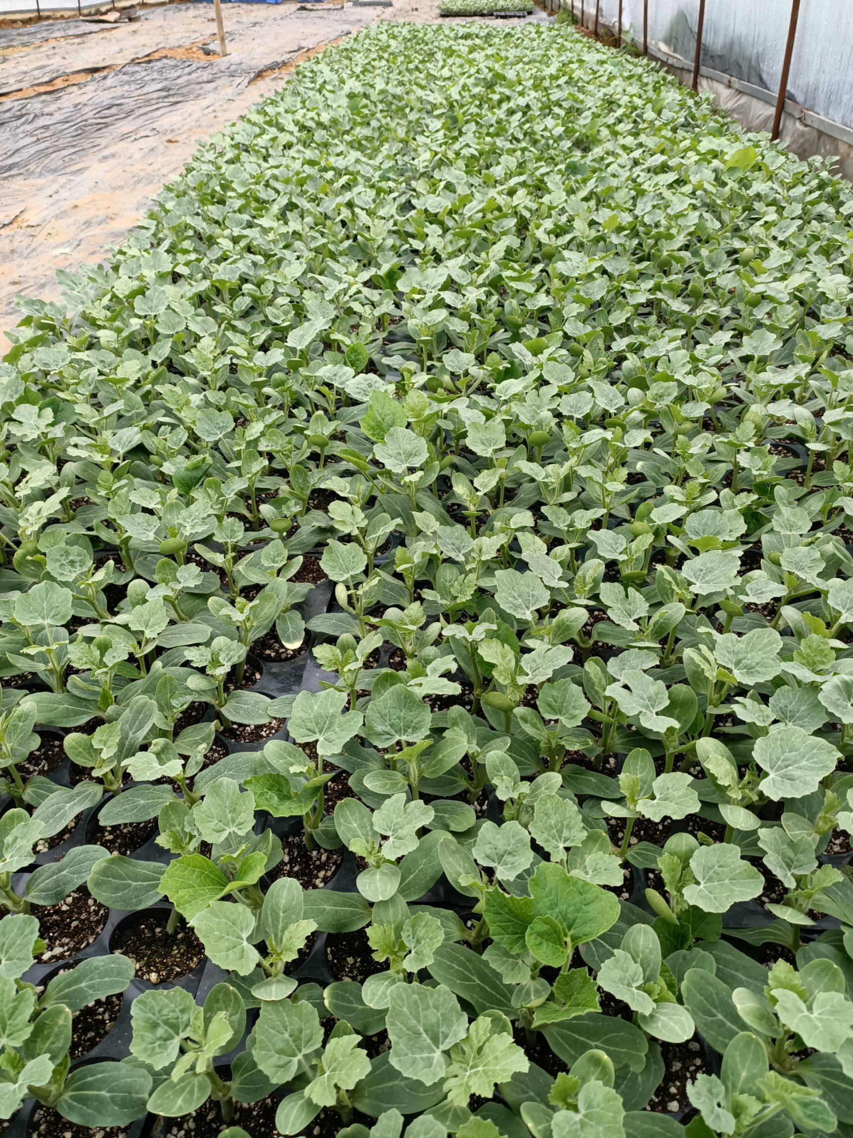 黄心西瓜_西瓜心黄色_西瓜心黄了能吃吗