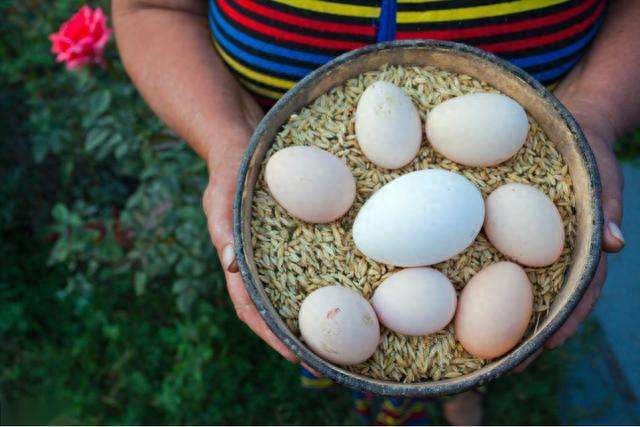 端午节为什么要吃咸鸭蛋?_吃咸鸭蛋是不是端午节的风俗_咸鸭蛋端午节要吃吗