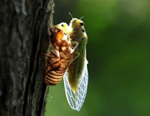履的翻译_履的文言意思_疑人窃履文言文翻译