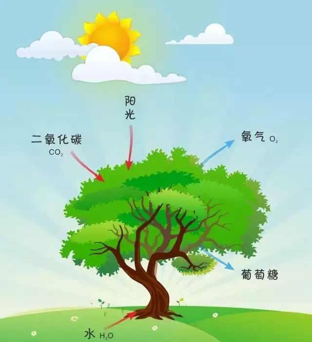 大自然的指南针