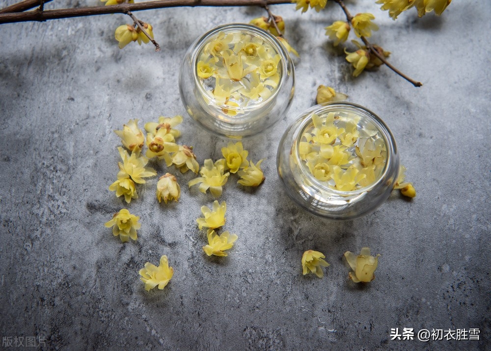 梅花颜色怎么调色_梅花的颜色_梅花颜色的描写