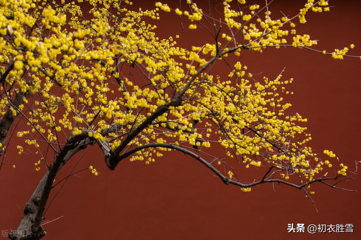 梅花颜色的描写_梅花的颜色_梅花颜色怎么调色