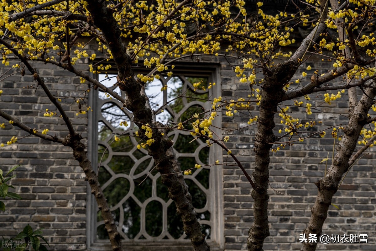 梅花的颜色_梅花颜色的描写_梅花颜色怎么调色