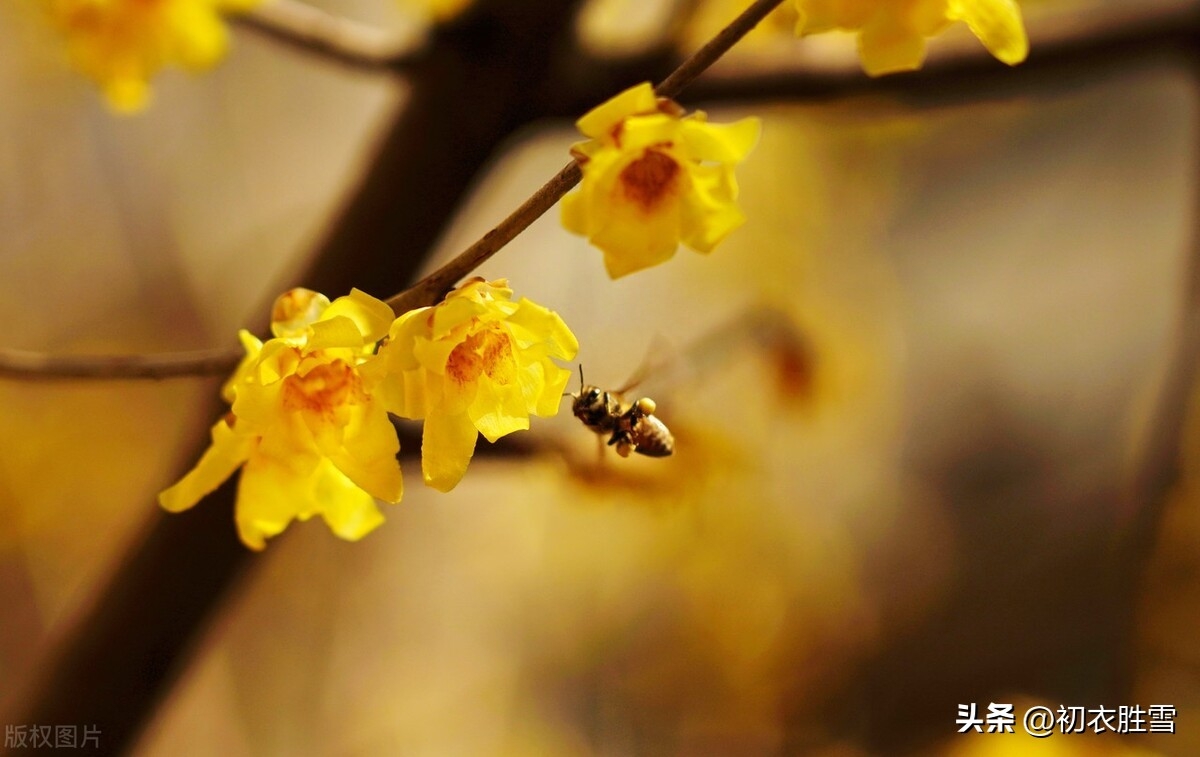 梅花的颜色_梅花颜色的描写_梅花颜色怎么调色