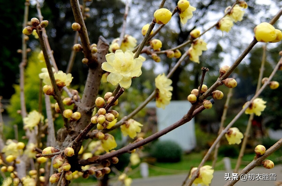 梅花的颜色_梅花颜色的描写_梅花颜色怎么调色