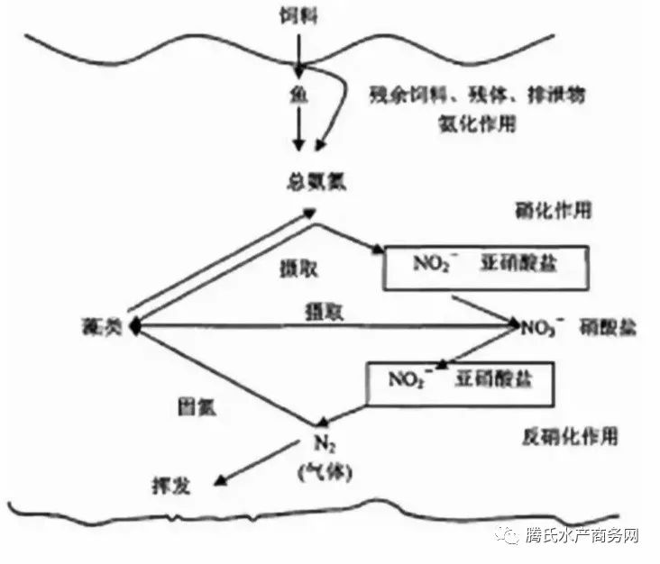 亚硝酸盐怎么产生-亚硝酸盐中毒机理，明白亚硝酸盐产生及其消除