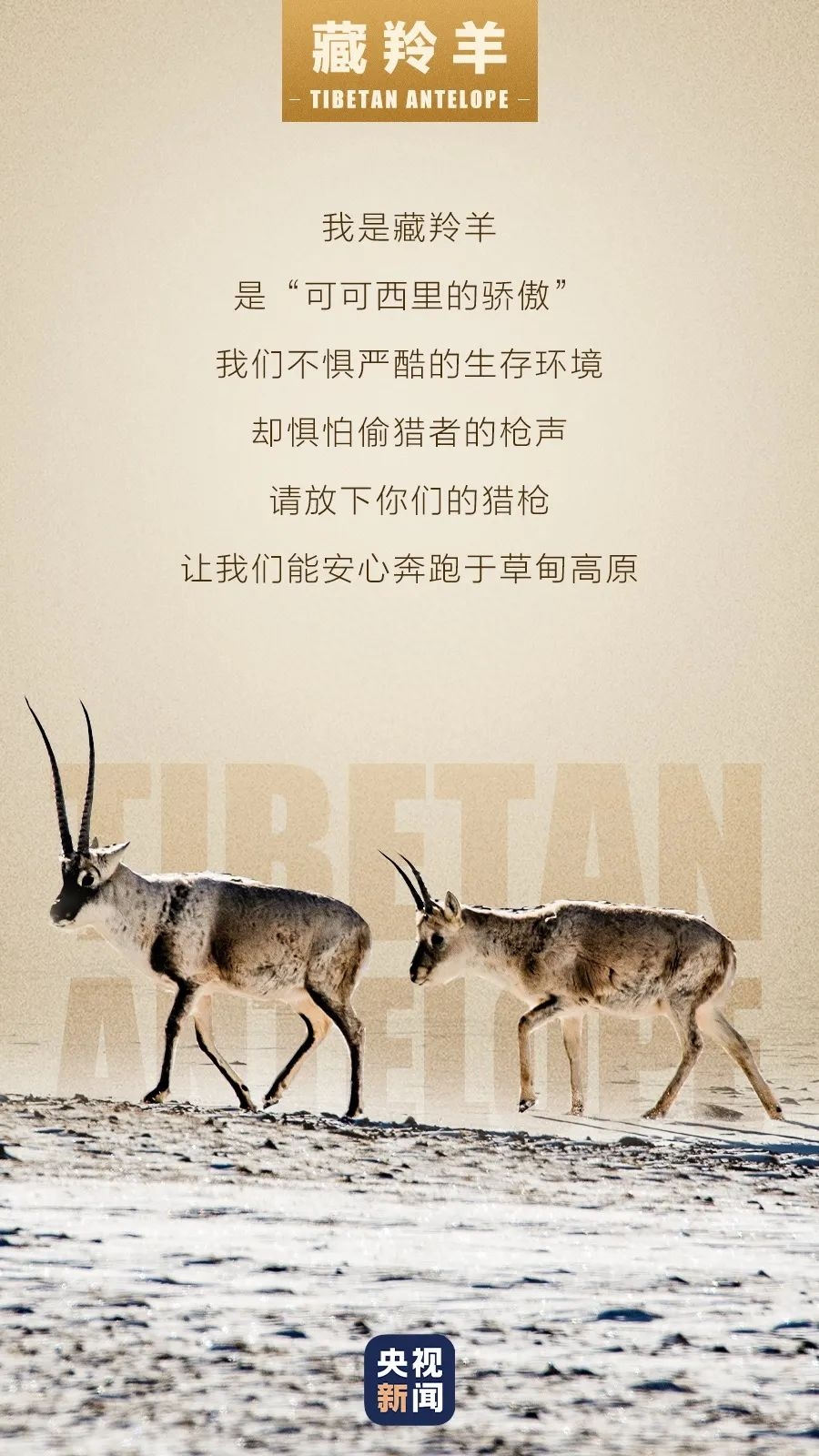 角蛙有毒吗会咬人吗_角蛙有病毒吗_角蛙有毒吗