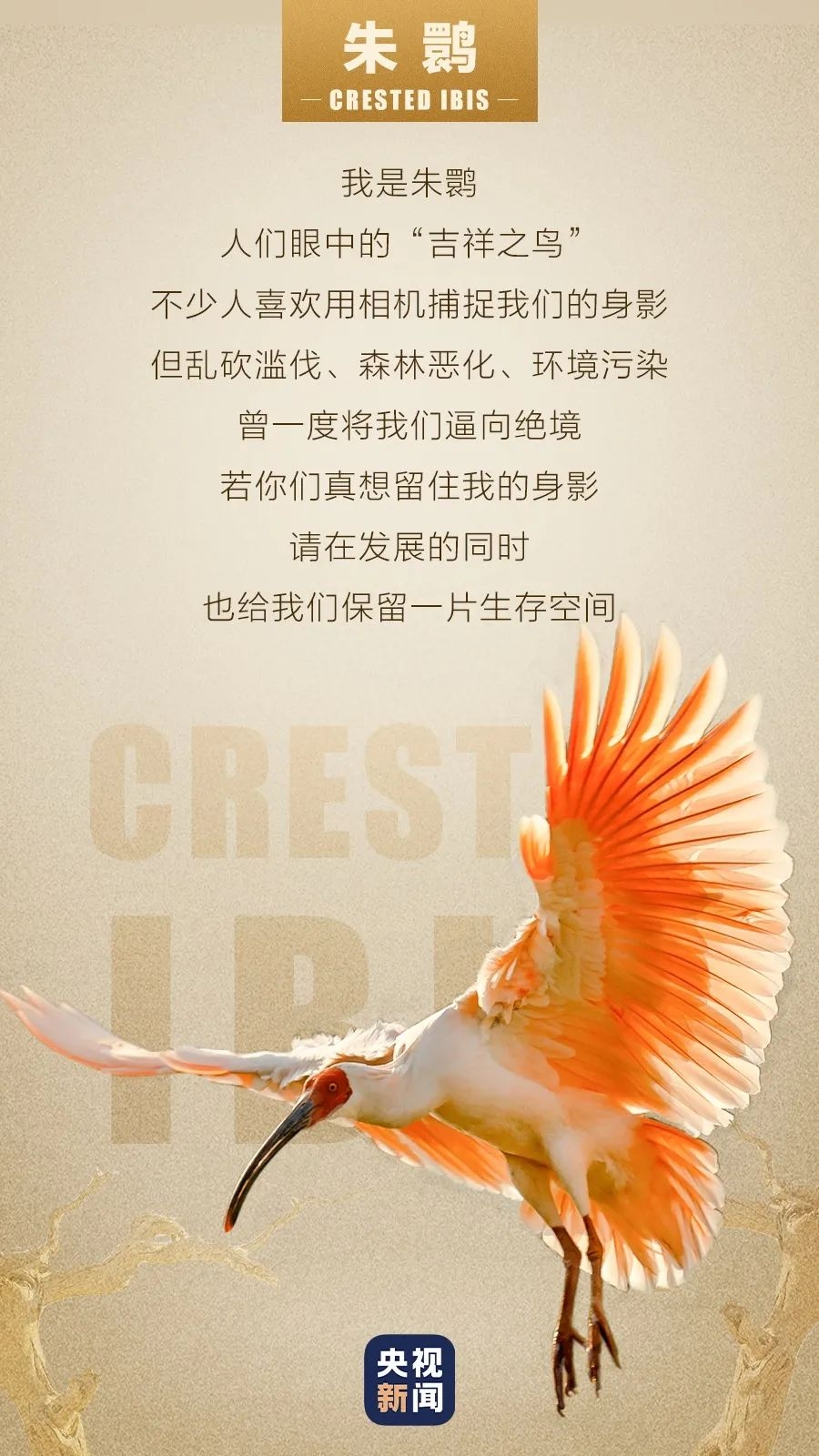 角蛙有毒吗会咬人吗_角蛙有毒吗_角蛙有病毒吗