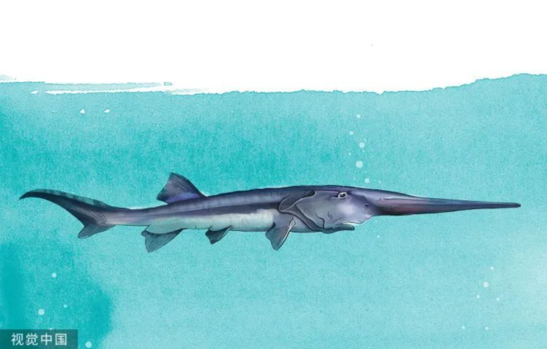 角蛙有毒吗_角蛙有病毒吗_角蛙有毒吗会咬人吗