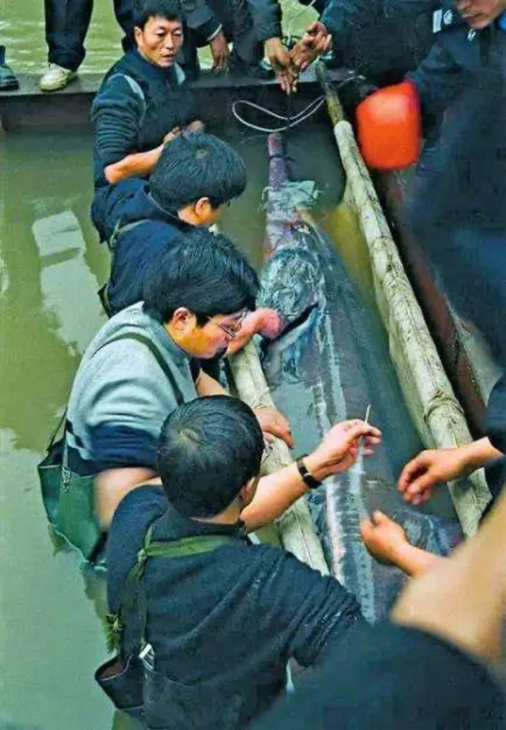 角蛙有毒吗会咬人吗_角蛙有毒吗_角蛙有病毒吗