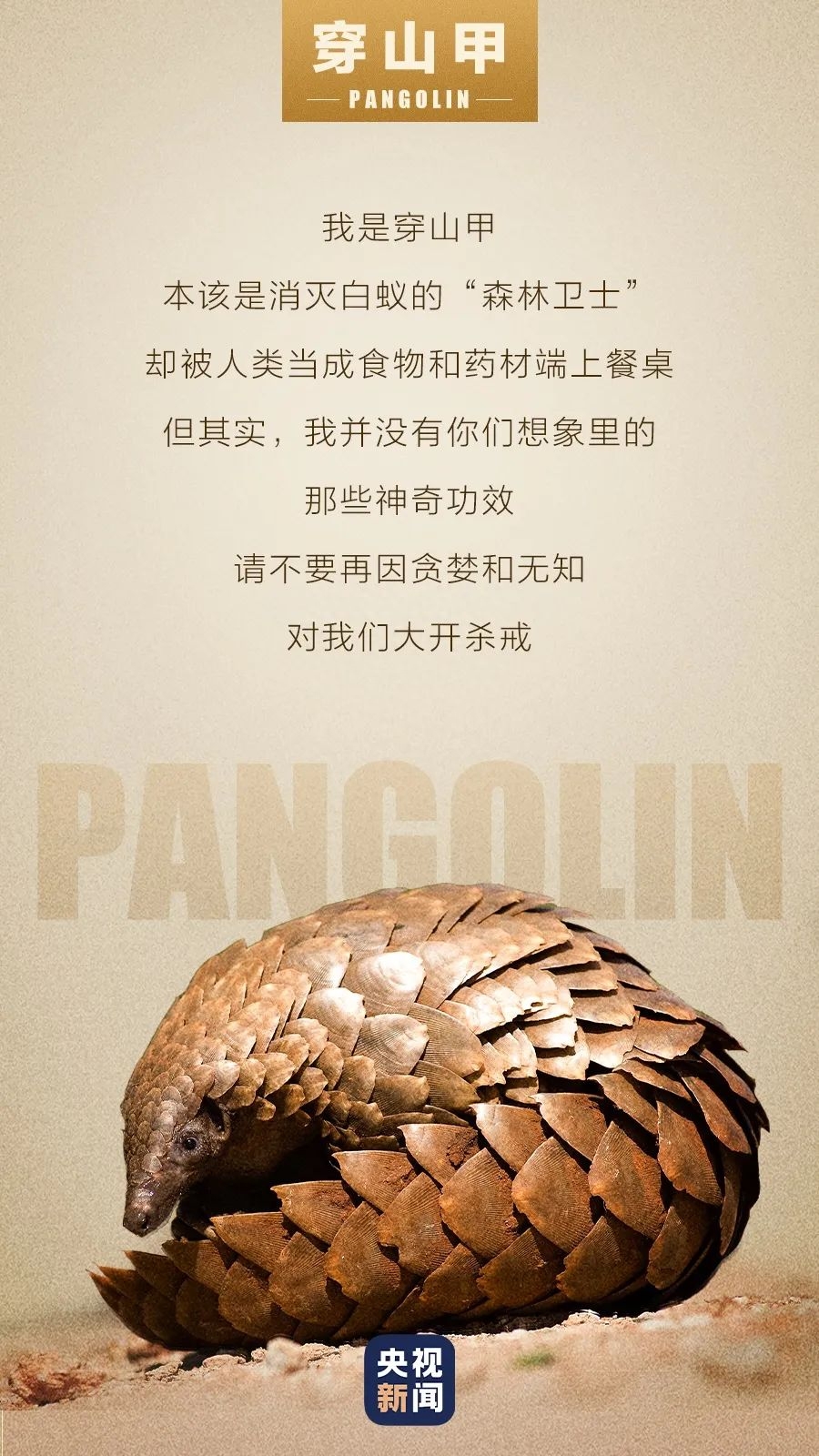 角蛙有毒吗_角蛙有病毒吗_角蛙有毒吗会咬人吗