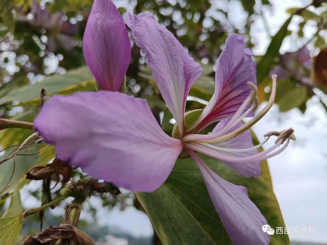 撒盐空中差可拟解析_撒盐空中差可拟拟的古义今义_撒盐空中差可拟