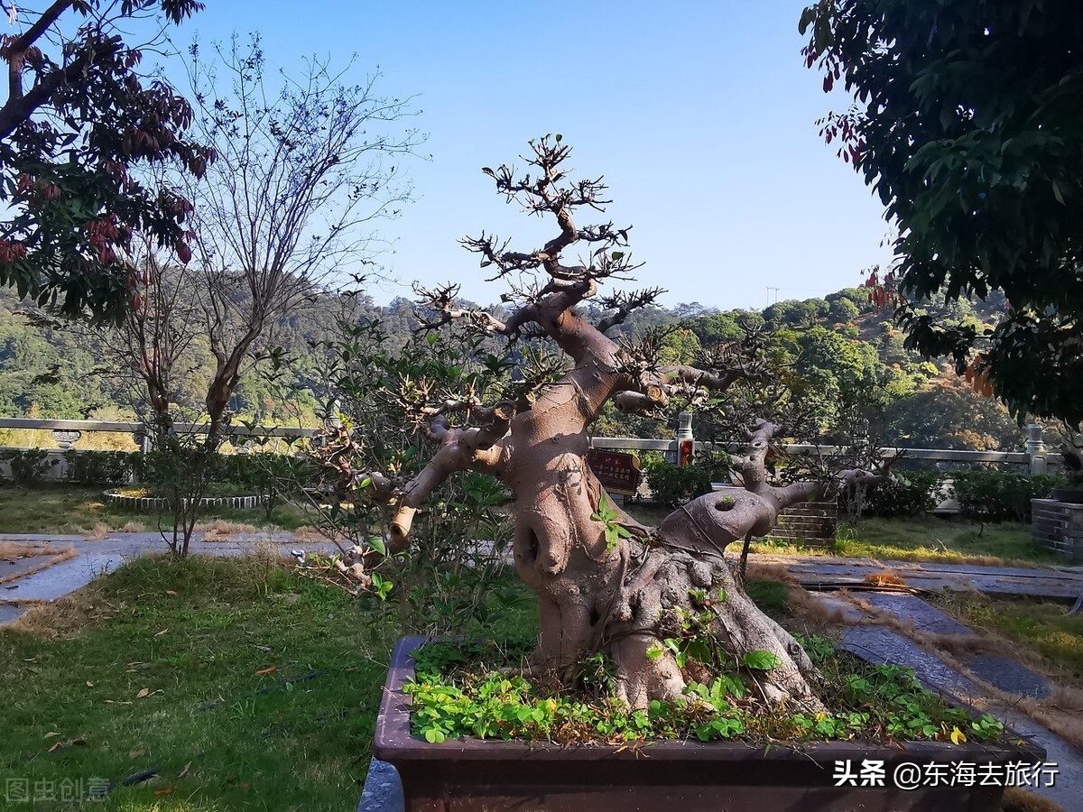 广东省云浮十大特产_云浮吃的特产是什么_云浮特产