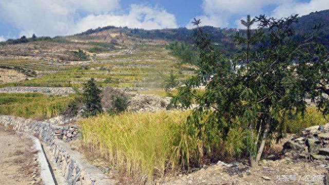 混合农业-每亩实际增收近万元，农村土豪的致富秘密