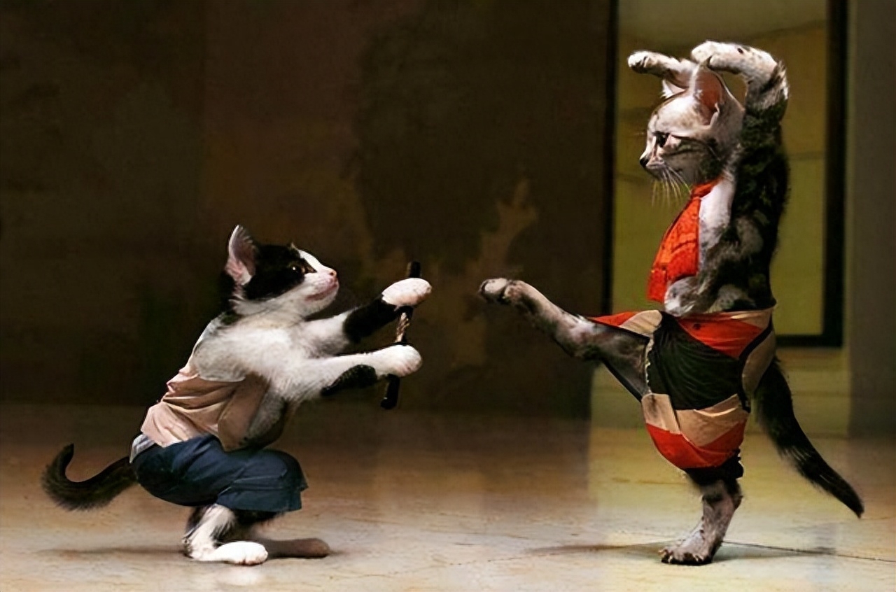 绝育公猫大概多少钱_公猫绝育套餐陷阱_公猫绝育多少钱