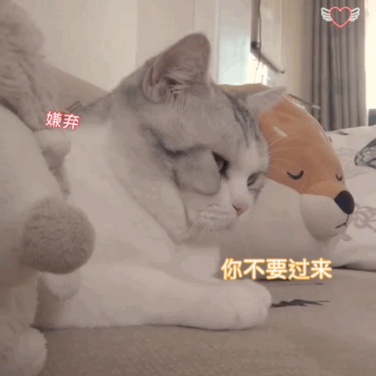 公猫绝育套餐陷阱_绝育公猫大概多少钱_公猫绝育多少钱