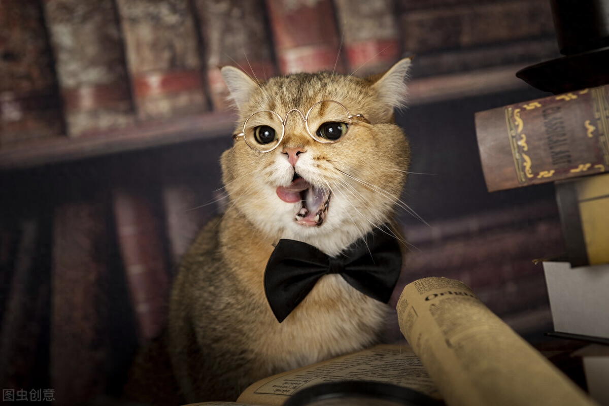 公猫绝育多少钱_公猫绝育套餐陷阱_绝育公猫有什么好处