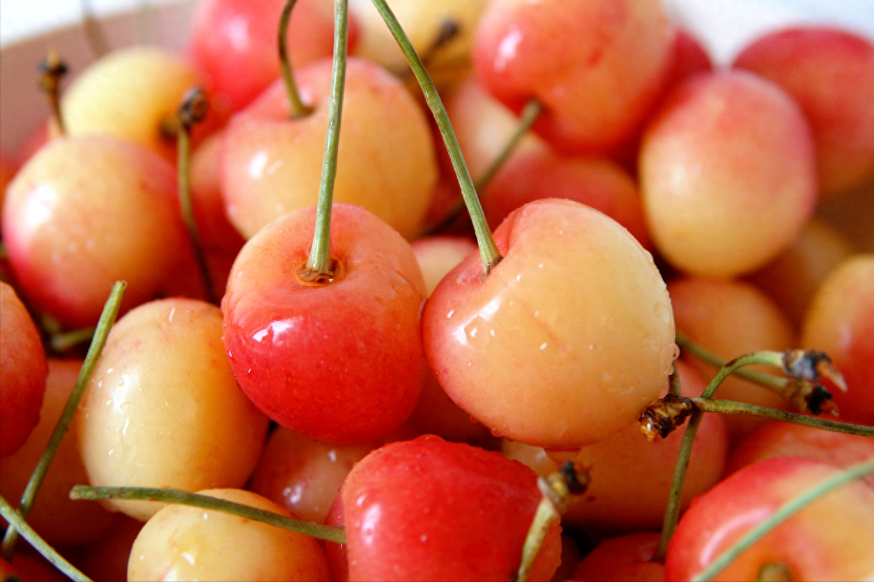 黄樱桃_黄樱桃多少钱一斤_黄樱桃图片