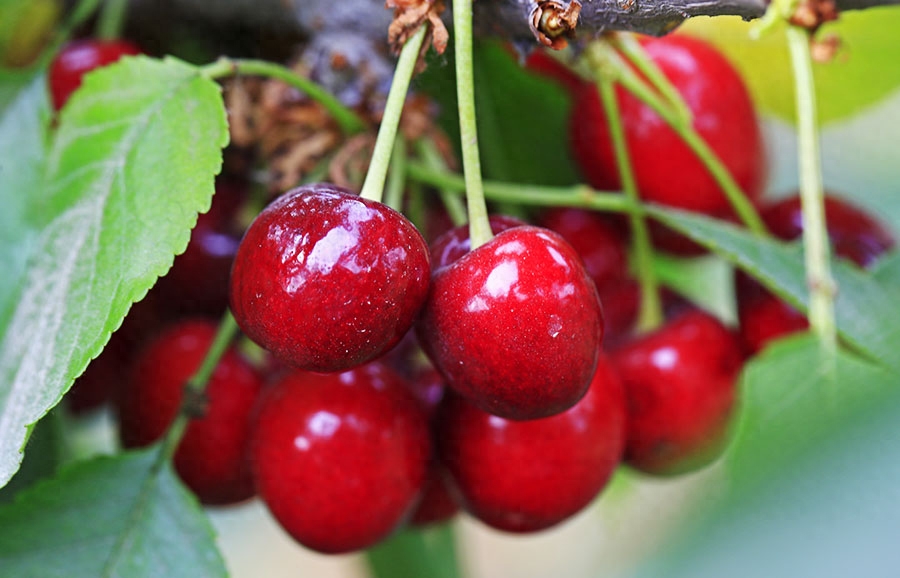 黄樱桃图片_黄樱桃多少钱一斤_黄樱桃