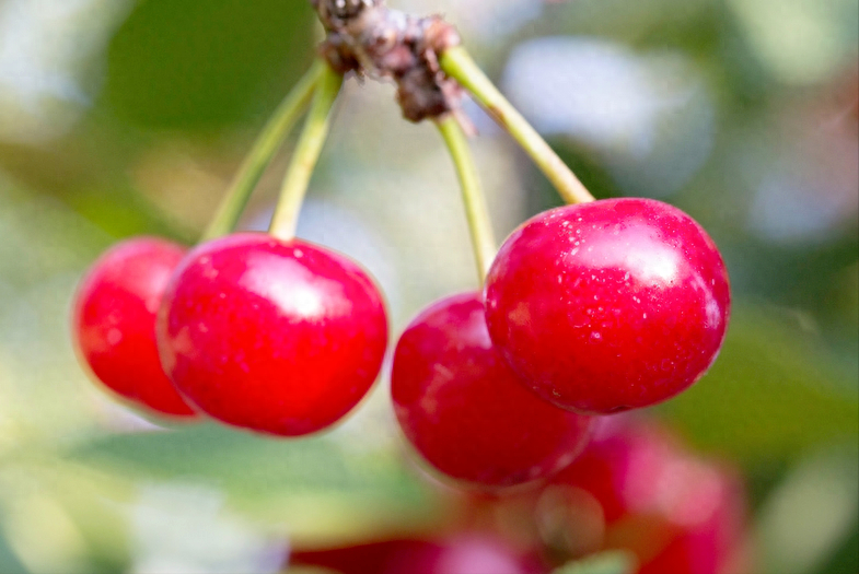 黄樱桃_黄樱桃多少钱一斤_黄樱桃图片